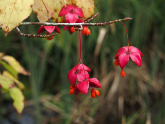 Euonymus planipes P9202967 Euonymus planipes P9202967