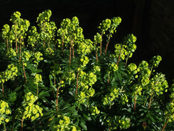 Euphorbia amygdaloides P3116532 Euphorbia amygdaloides P3116532