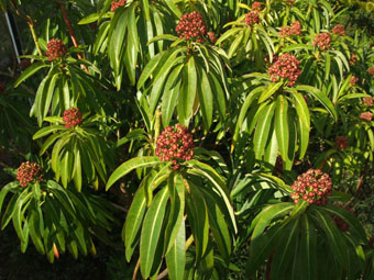 Euphorbia mellifera P4128262 Euphorbia mellifera P4128262
