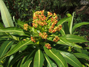 Euphorbia stygiana P4278990