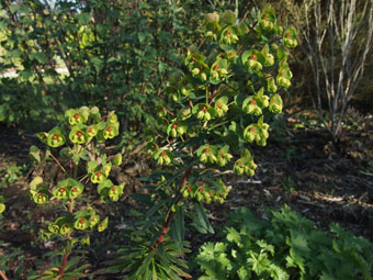 Euphorbia x martinii P4148426