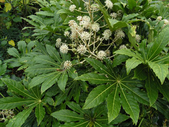 Fatsia japonica PA301602