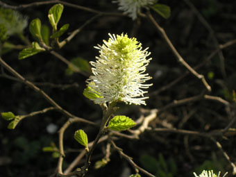 Fothergilla major P1010425 Fothergilla major P1010425