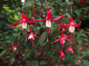 Fuchsia 'Madame Cornelissen' P9172855 Fuchsia 'Madame Cornelissen' P9172855
