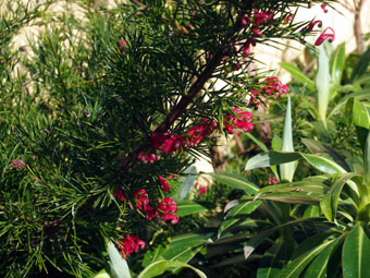 Grevillea 'Canberra Gem' P3116514 Grevillea 'Canberra Gem' P3116514