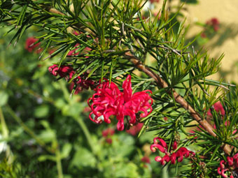 Grevillea 'Canberra Gem' P5219310