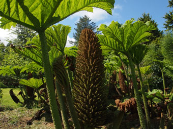 Gunnera manicata P5219426
