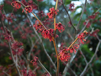 Hamamelis x intermedia 'Ruby Glow' PC284504 Hamamelis x intermedia 'Ruby Glow' PC284504