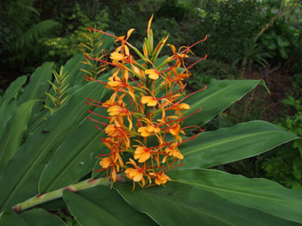 Hedychium coccineum 'Tara' P9072569 Hedychium coccineum 'Tara' P9072569