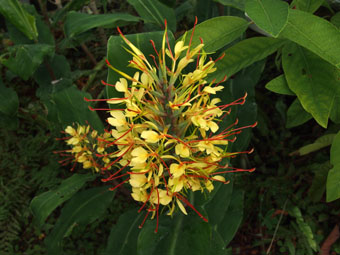 Hedychium gardnerianum P9112651