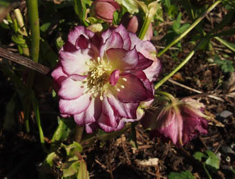 Helleborus orientalis 'Double Ellen'