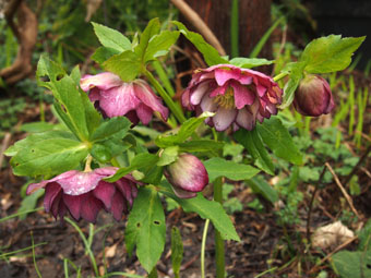 Helleborus orientalis 'Double Ellen' P2196259 Helleborus orientalis 'Double Ellen' P2196259