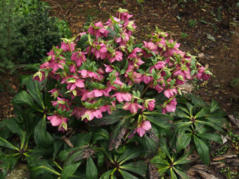 Helleborus orientalis 'Joy' P2196254 Helleborus orientalis 'Joy' P2196254