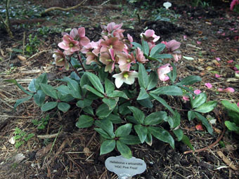 Helleborus × ericsmithii 'HGC Pink Frost' P3097554 Helleborus × ericsmithii 'HGC Pink Frost' P3097554