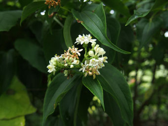 Heptacodium miconioides P9202934