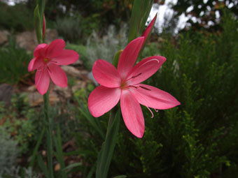 Hesperantha coccinea P9202932 Hesperantha coccinea P9202932