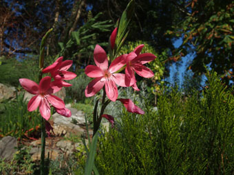 Hesperantha coccinea P9293236