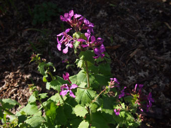 Hesperis matronalis P4078101 Hesperis matronalis P4078101