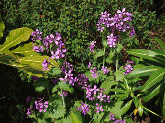 Hesperis matronalis P4278989 Hesperis matronalis P4278989