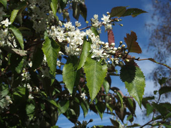 Hoheria populnea P9273148