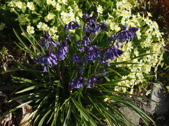 Hyacinthoides non-scripta P4278983 Hyacinthoides non-scripta P4278983