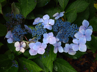 Hydrangea P9072592 Hydrangea P9072592
