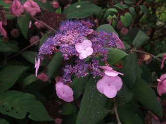 Hydrangea aspera 'Anthony Bullivant' P9112635 Hydrangea aspera 'Anthony Bullivant' P9112635