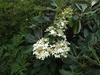 Hydrangea paniculata 'Grandiflora' P9112660 Hydrangea paniculata 'Grandiflora' P9112660