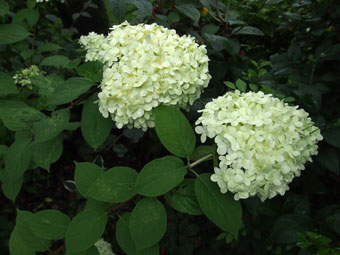 Hydrangea paniculata 'Limelight' P9072606 Hydrangea paniculata 'Limelight' P9072606