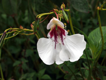 Impatiens tinctoria P9072575 Impatiens tinctoria P9072575