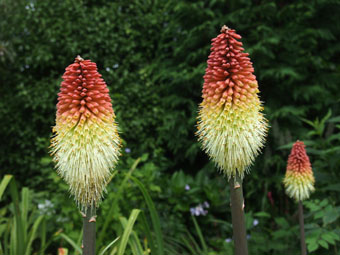 Kniphofia caulescens P9202950 Kniphofia caulescens P9202950