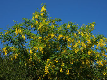 Laburnum  watereri P5319804