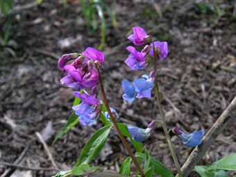 Lathyrus vernus P1010438 Lathyrus vernus P1010438