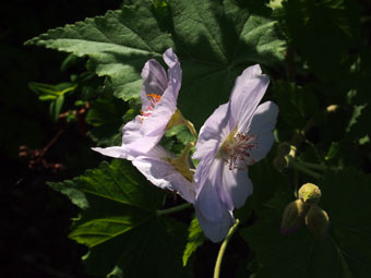 Lavatera P5309773