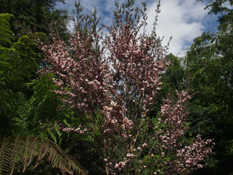 Leptospermum scoparium P7031057