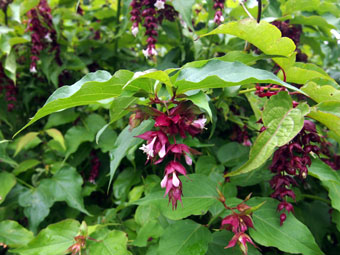 Leycesteria formosa P9072586 Leycesteria formosa P9072586