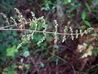 Ligustrum quihoui PC284509 Ligustrum quihoui PC284509