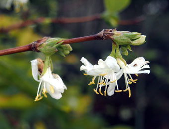 Lonicera x purpursii PC294573 Lonicera x purpursii PC294573