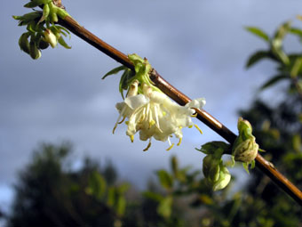 Lonicera  purpusii P1262774