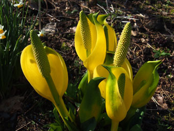 Lysichiton americanus P3246736 Lysichiton americanus P3246736
