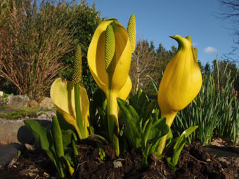 Lysichiton americanus P4148439 Lysichiton americanus P4148439