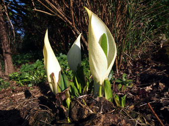 Lysichiton camtschatcensis P4148443 Lysichiton camtschatcensis P4148443