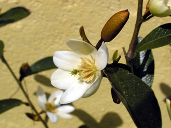 Magnolia dianica P1010065