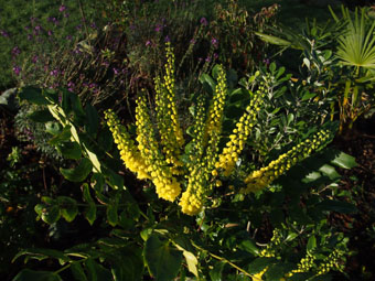 Mahonia napaulensis 'Maharajah' PC104272 Mahonia napaulensis 'Maharajah' PC104272