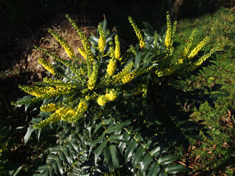 Mahonia × media 'Winter Sun' PB204176 Mahonia × media 'Winter Sun' PB204176
