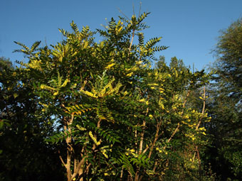 Mahonia × media PC104276 Mahonia × media PC104276