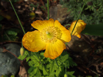 Meconopsis cambrica PB164154