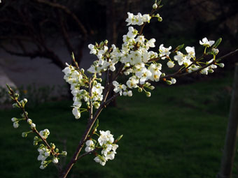 Mirabelle Gypsy P3126627 Mirabelle Gypsy P3126627