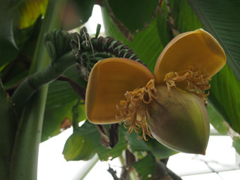 Musa basjoo P9182900 Musa basjoo P9182900