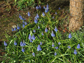 Muscari armeniacum P3046270 Muscari armeniacum P3046270